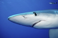   Are you following meBlue shark pilot fish near Fajal Island Azores Portugal.Nikon D80 Nikkor 1024mm ISO 100 f8 1125. Portugal. Portugal 10-24mm, 1024mm, 10 24mm, f/8, f8, 8, 1/125. 1/125 125.  